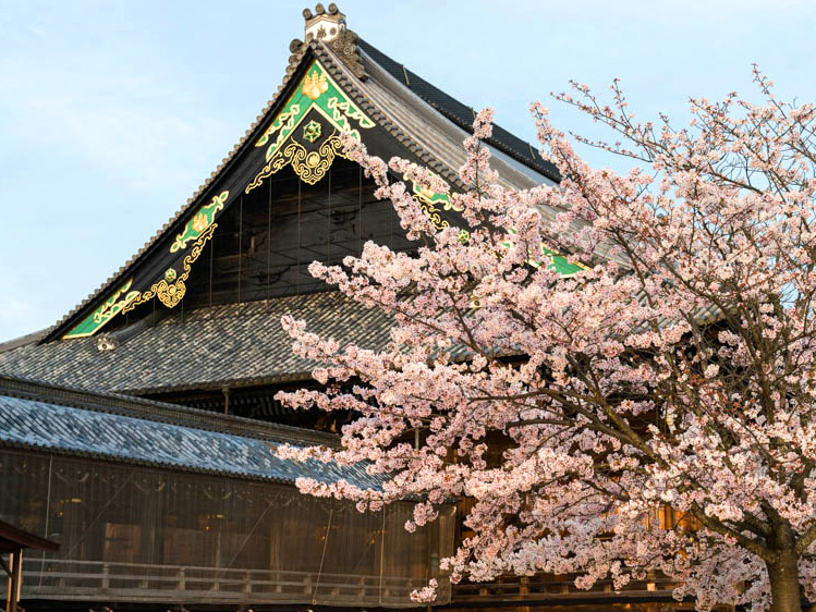 専修寺の春