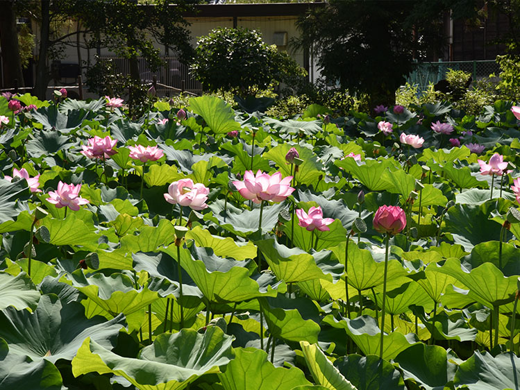 蓮池 大賀蓮