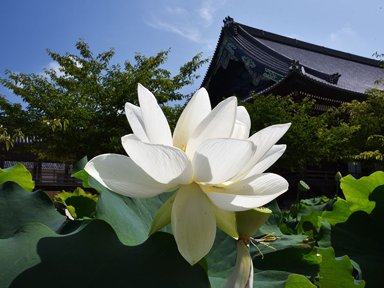 太白蓮
