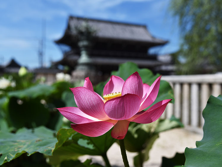 蜀紅蓮