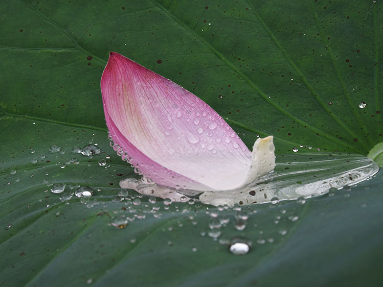 蓮の花びら
