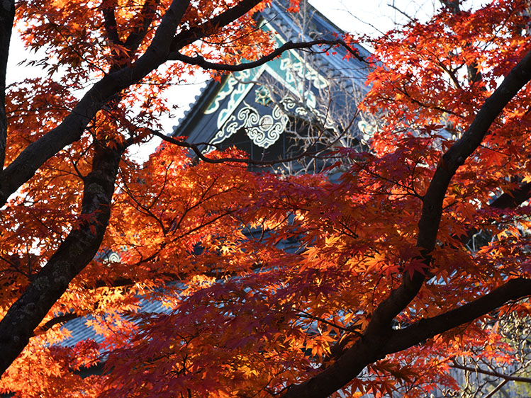 紅葉
